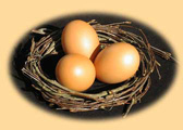 New Hampshire æg